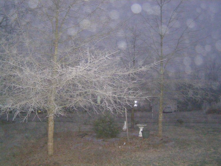 icy trees.jpg