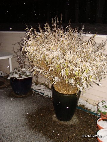 SnowyBamboo.jpg