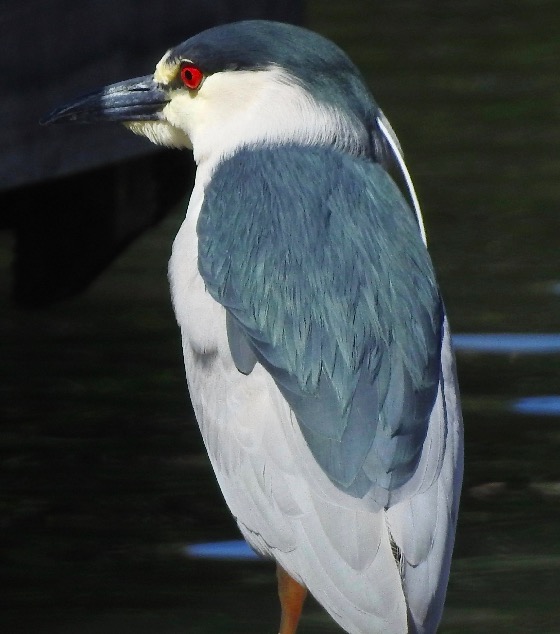 BirdsDSCN0055.jpg