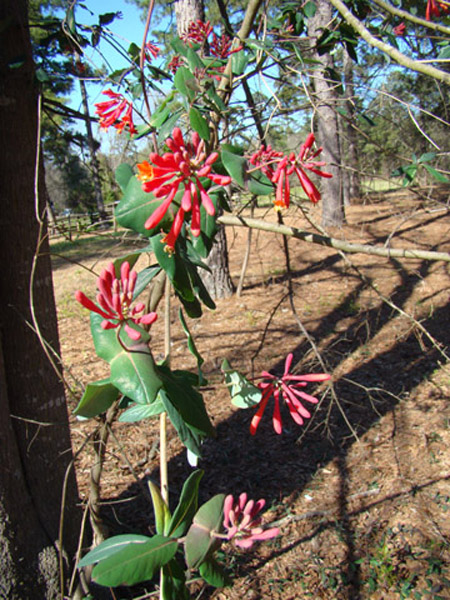 Red Honeysuckle.jpg