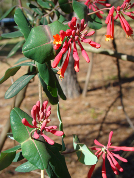 Red Honeysuckle2.jpg