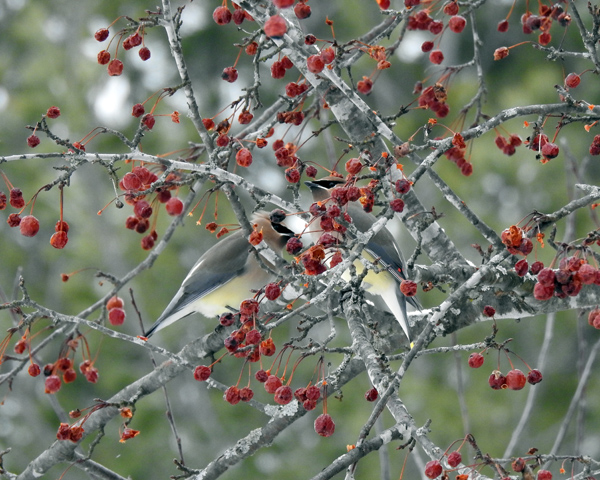 Cedar Waxwings 2.1.20_r.jpg