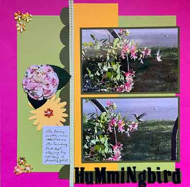 hummingbird-web.jpg