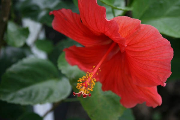 rsz_img_red flower9.jpg